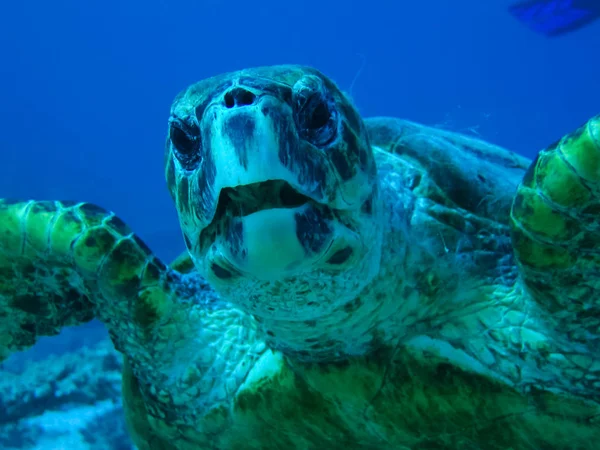 Sea turtle in the sea under water swims. Marine reptile. Underwater shooting. Coral reef and its inhabitants
