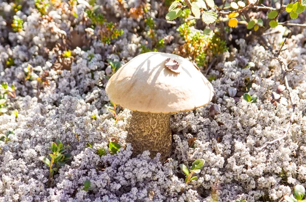 Forest mushrooms. Edible mushrooms in the forest litter. Mushrooms in the forest