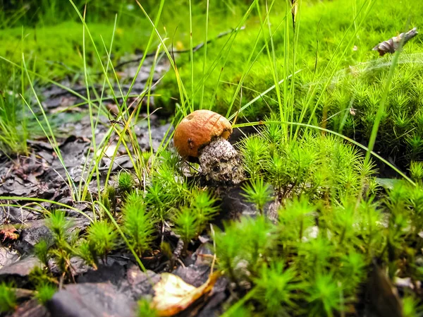 Forest mushrooms. Edible mushrooms in the forest litter. Mushrooms in the forest