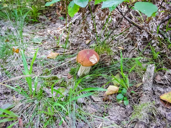 Forest mushrooms. Edible mushrooms in the forest litter. Mushrooms in the forest