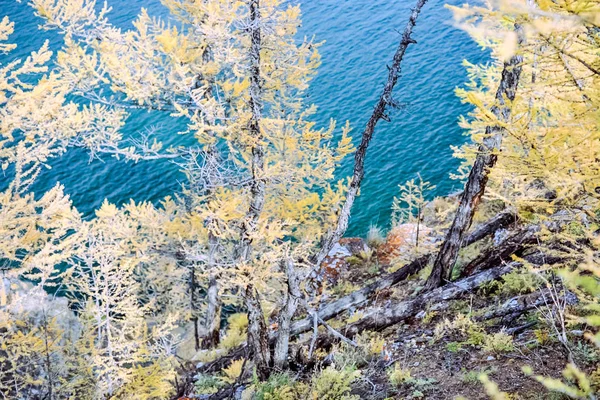 Autumnal nature on Lake Baikal. Landscape and flora of Baikal