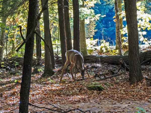 Forest deer in the autumn forest, animals near Lake Huron. a beautiful autumn landscape.