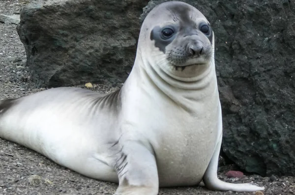 Sea seal, pinniped sea animal, inhabitant of icy oceans and cold waters.