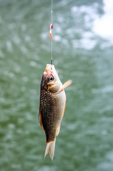 A small fish, hooked, fishermans catch on the bait. - Stock Image -  Everypixel