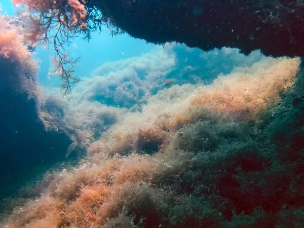 The nature of the seabed. Animal and plant life under water.