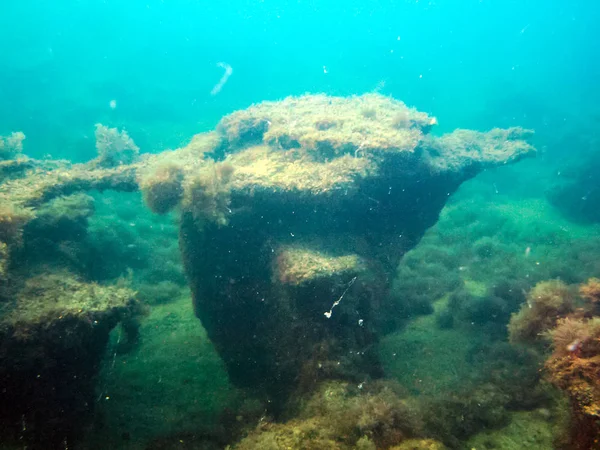 The nature of the seabed. Animal and plant life under water.