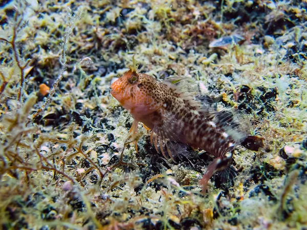 The nature of the seabed. Animal and plant life under water.