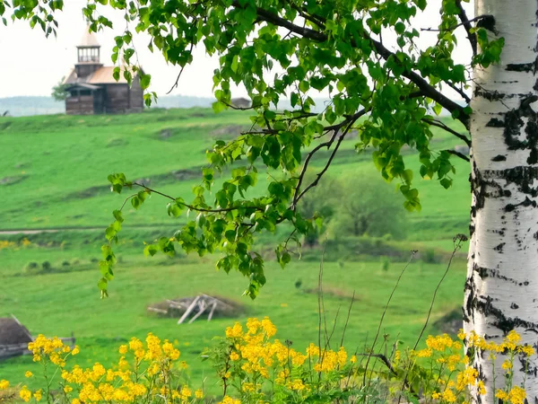 Russian nature, birch on the background of the church.