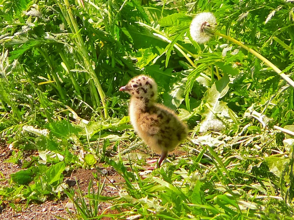 The gull chick runs among the grass