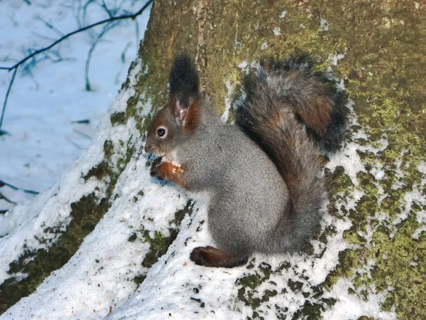 Squirrel in the winter forest is looking for food