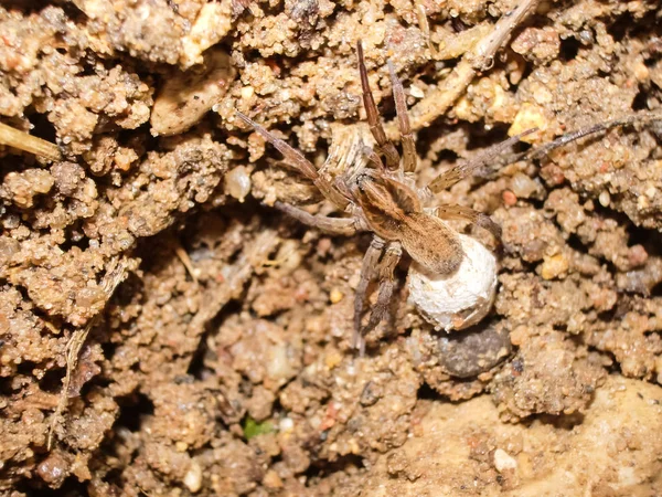 Female spider with a cocoon — Stock Image Female spider with a cocoon Stock Photo
