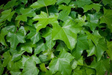 Candlenut meyveleri (Aleurites moluccana) çocuk odasında, Yogyakarta, Endonezya 'da yeşil yapraklar filizlendiriyor..