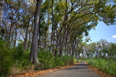 Maun ağaçları, Swietenia makrophylla ormanı Gunung Kidul, Yogyakarta, Endonezya.