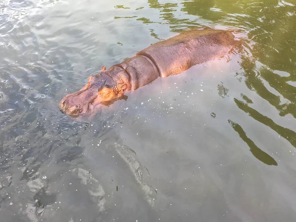 Hippopotamus (Hippos) relax in water