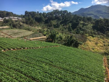 dağın yamacında taze yeşil çay çiftliği