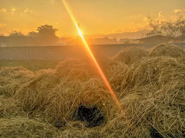 Arroz de palha ao pôr do sol na fazenda Tailândia — Fotografia de Stock