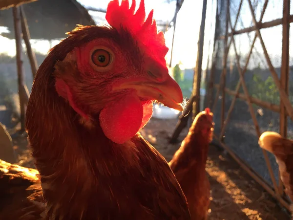 Tête de poulet dans le bétail d'élevage — Photo