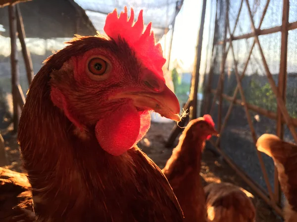 Tête de poulet dans le bétail d'élevage — Photo