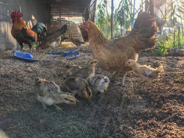 Família de frango na criação de gado — Fotografia de Stock