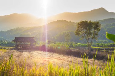 Barınak hasat tan sonra terk edildi.