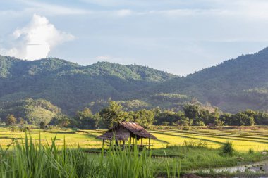 Barınak hasat tan sonra terk edildi.