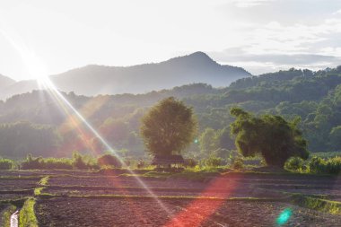 Barınak hasat tan sonra terk edildi.