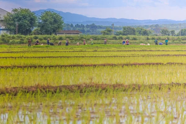 Pirinç alan yeşil çim mavi gökyüzü bulut manzara arka plan