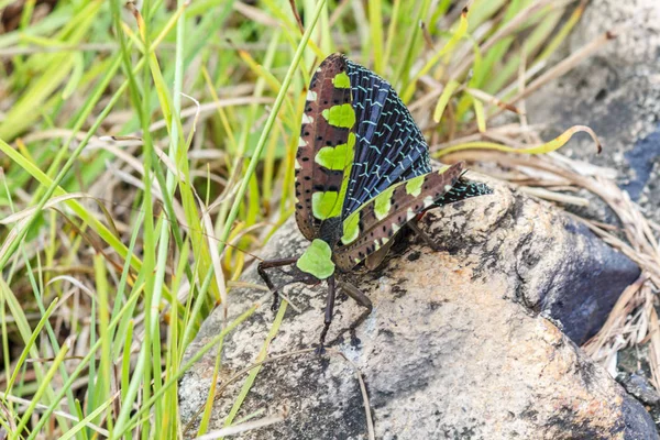 Beautiful Green and brown butterfly sitting on rock — Stock Photo, Image