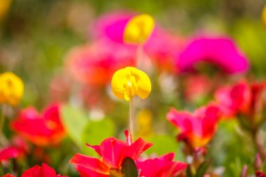 Pinto fıstık beslenen arı polen ile uçan işçi bal arısı