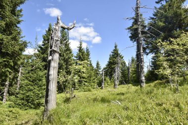 Sumava Milli Parkı Çek Cumhuriyeti'nde ormanda ölüm