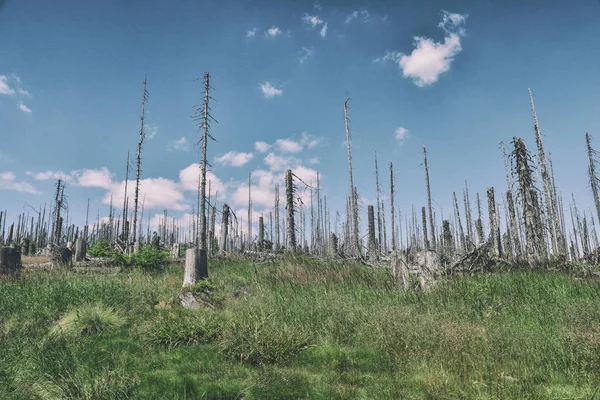 Halál Erdő Sumava Nemzeti Park Cseh Köztársaság — Stock Fotó