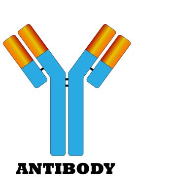 antikor molekülü