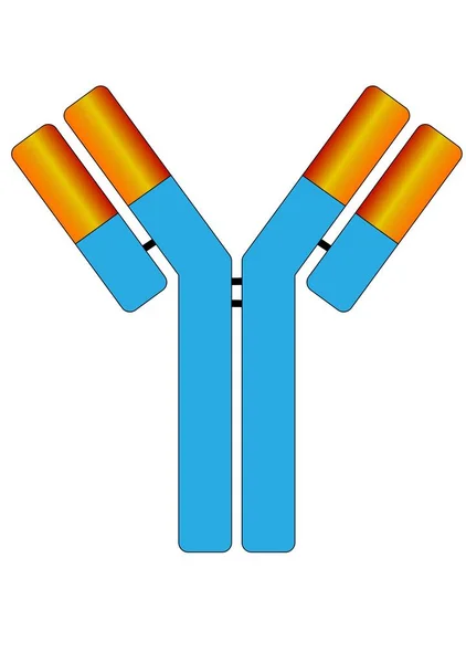 抗体の分子 — ストックベクタ