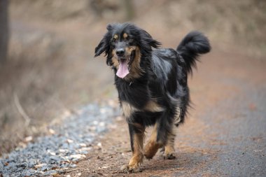 güzel köpek hovawart doğurmak Almanya'dan koruma