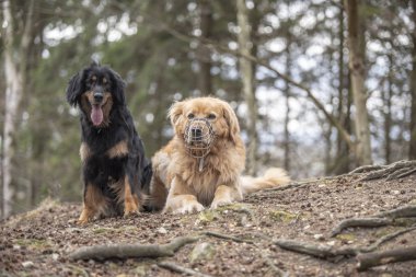güzel köpek hovawart doğurmak Almanya'dan koruma