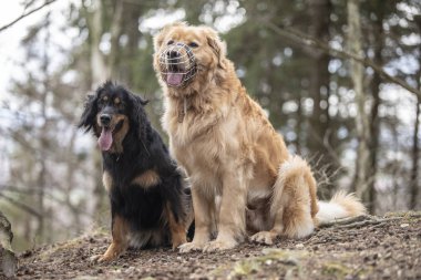 güzel köpek hovawart doğurmak Almanya'dan koruma