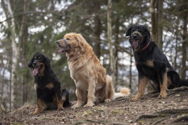 güzel köpek hovawart doğurmak Almanya'dan koruma
