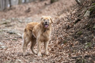 güzel köpek hovawart doğurmak Almanya'dan koruma