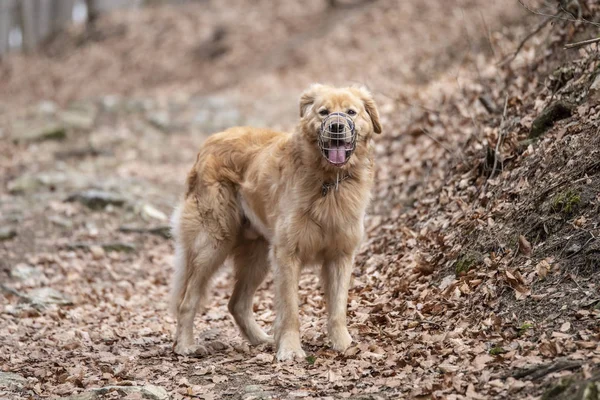 Nice dog hovawart guarding breed from germany — Stock Photo, Image