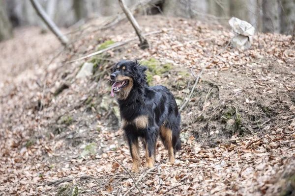 Bonito perro hovawart guardando crianza de germany — Foto de Stock