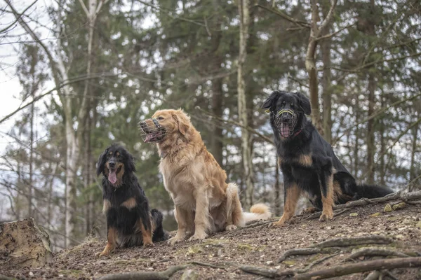 Nice dog hovawart guarding breed from germany — Stock Photo, Image