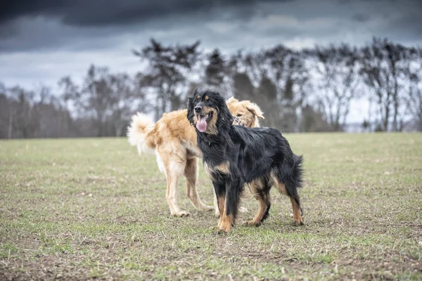 Bonito perro hovawart guardando crianza de germany — Foto de Stock