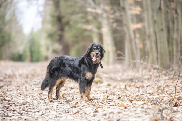 Bonito perro hovawart guardando crianza de germany — Foto de Stock