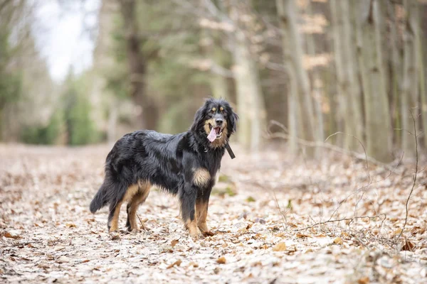 Bonito perro hovawart guardando crianza de germany — Foto de Stock