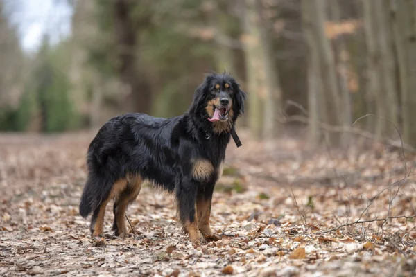 Schöner hund hovawart bewacherrasse aus deutschland — Stockfoto