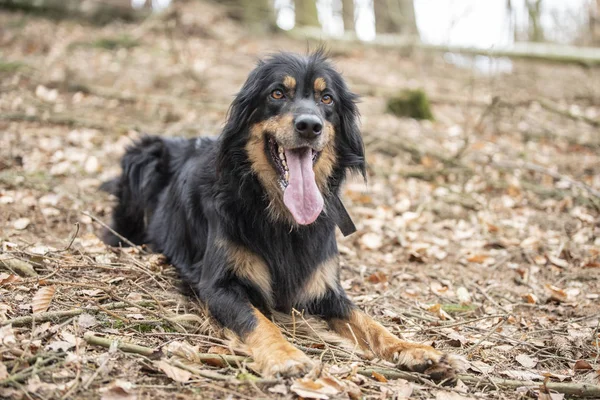 Bel cane hovawart guardia razza dalla Germania — Foto Stock