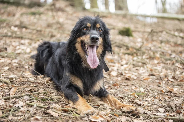 Bonito perro hovawart guardando crianza de germany — Foto de Stock