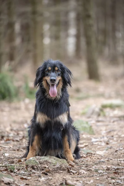 Bonito perro hovawart guardando crianza de germany — Foto de Stock