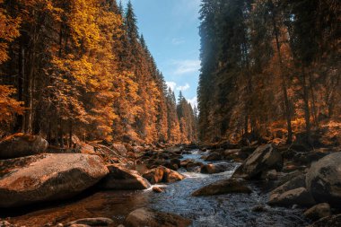 Sumava dağlarındaki Vydra nehri