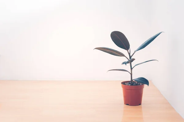 Rubber plant tree (ficus elastica) in pot for home decoration placed on corner of the room that is wooden floor.